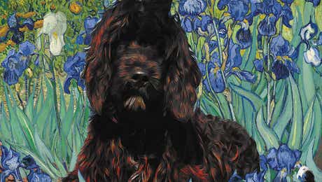 Portuguese Water Dog