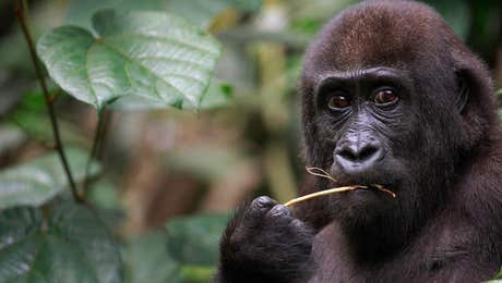 Primate Art