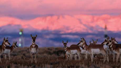 Pronghorns