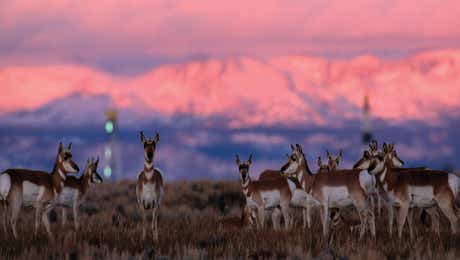 Pronghorns