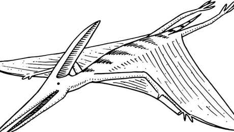 Pterodactyl Art