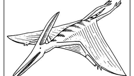 Pterodactyl Art