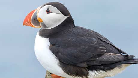Puffin Art