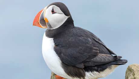 Puffin Art