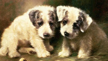 Puppy Art