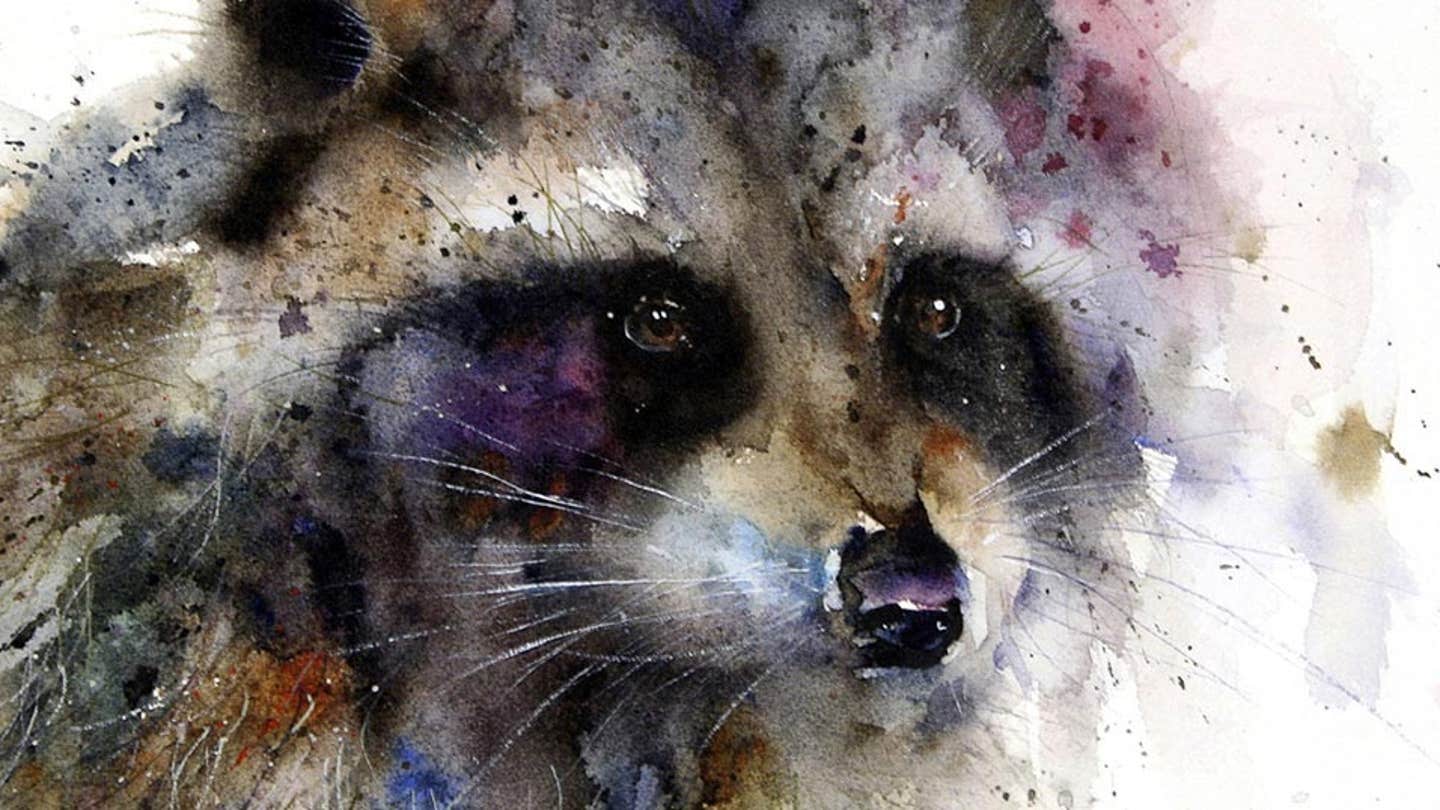 Abstract Raccoon Raccoon Art - Canvas Prints & Wall Art | iCanvas