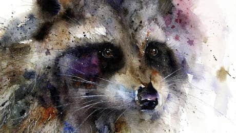 Raccoon Art