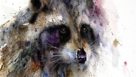 Raccoon Art