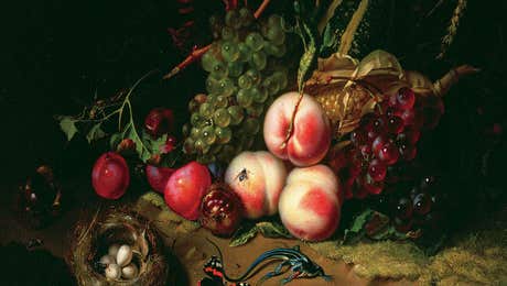 Rachel Ruysch