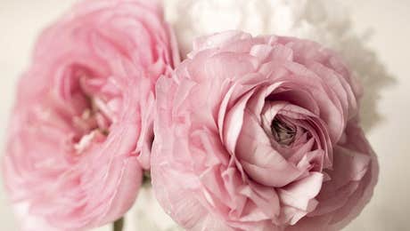Ranunculus Art