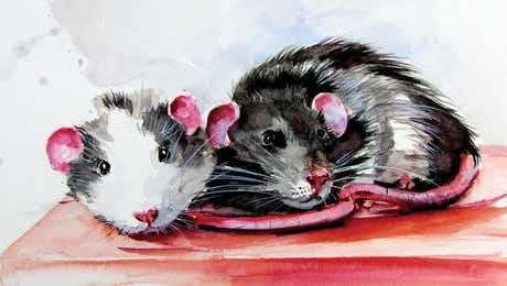 Rats