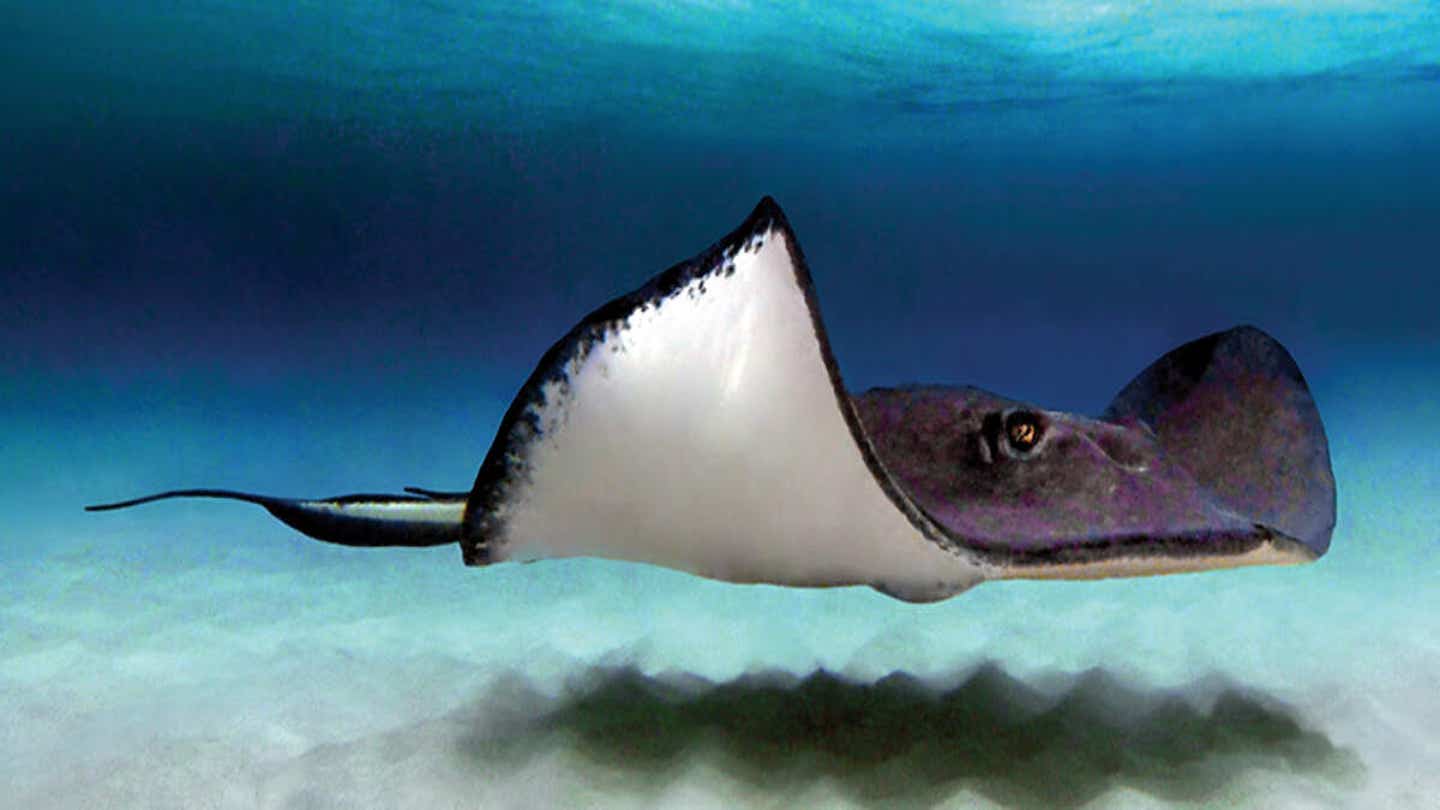 Ray & Stingray Art - Canvas Prints & Wall Art | iCanvas