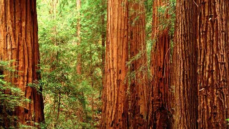 Redwood Tree Art