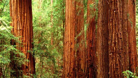 Redwood Tree Art