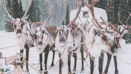 Reindeer Art