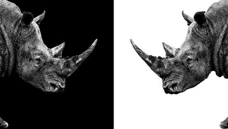 Rhinoceros Art