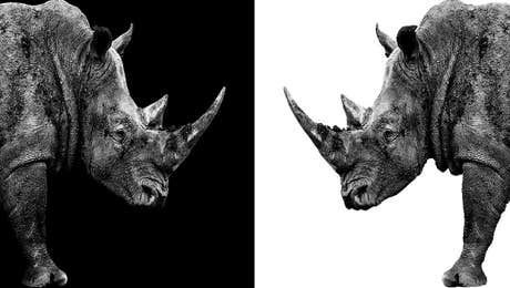 Rhinoceros Art