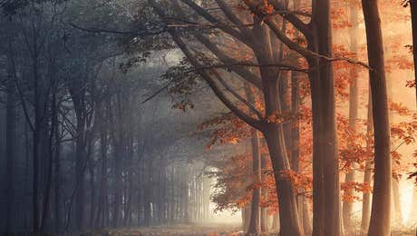 Rob Visser