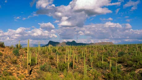 Saguaro National Park Art