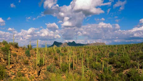 Saguaro National Park Art