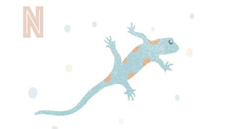 Salamander Art