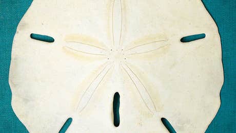 Sand Dollar Art