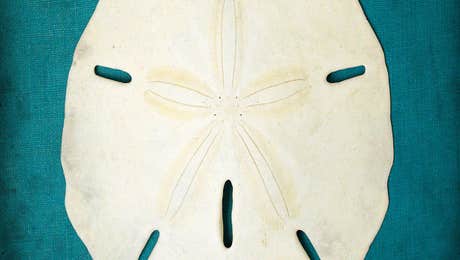 Sand Dollar Art