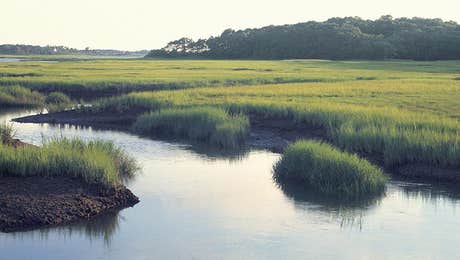 Marsh & Swamp Art
