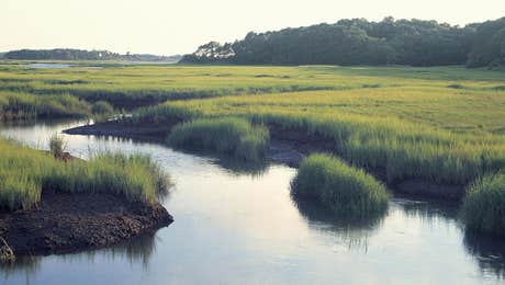 Marsh & Swamp Art