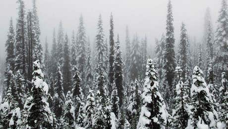 Snowscape Art