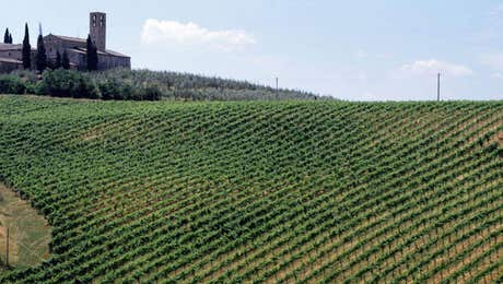 Vineyard Art