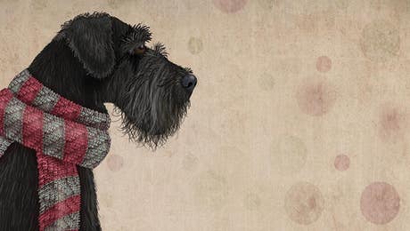 Schnauzer Art
