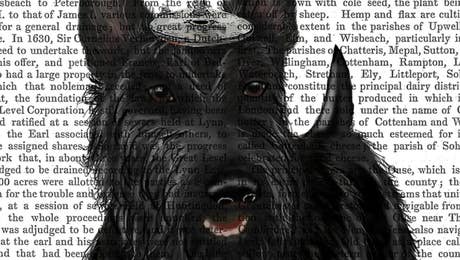 Scottish Terriers