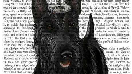 Scottish Terriers