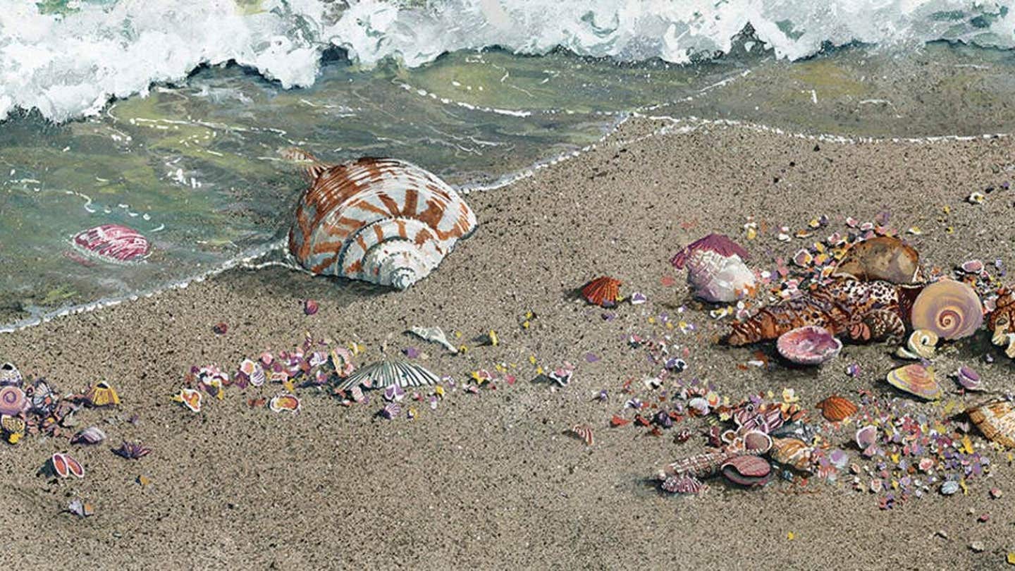 Shell Art Realistic Sea Shell Art - Canvas Prints (2) & Wall Art | iCanvas