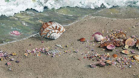 Sea Shell Art