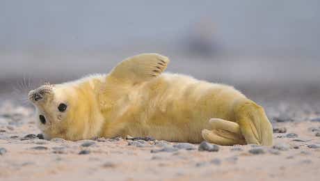 Seal Art