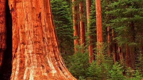 Sequoia Tree Art