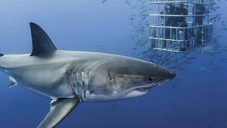 Shark Art