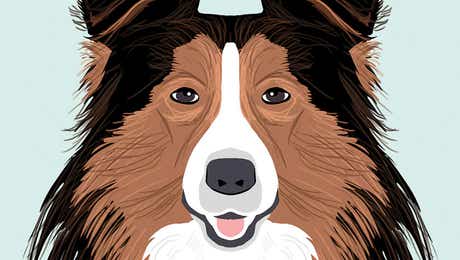 Shetland Sheepdog Art