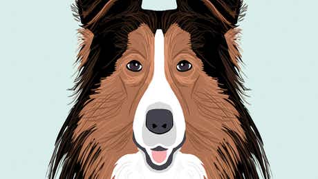 Shetland Sheepdog Art