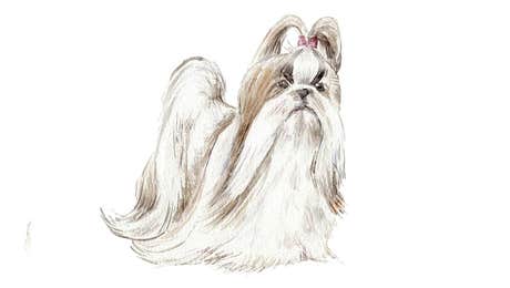 Shih Tzu Art