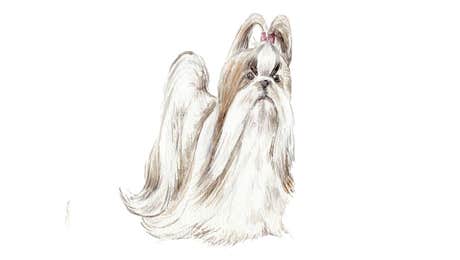 Shih Tzu Art