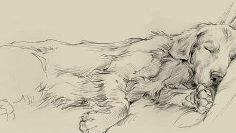 Sleeping & Napping Art