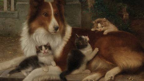 Snowshoe Cat Art
