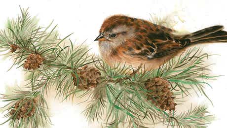 Sparrow Art