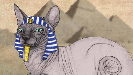 Sphynx