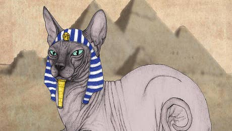 Sphynx