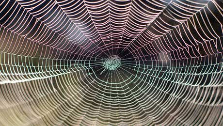 Spider Web Art