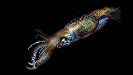Squid Art